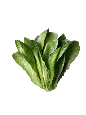 Romaine Lettuce