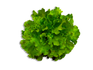 Batavia Lettuce