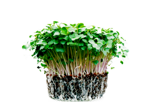 Microgreens