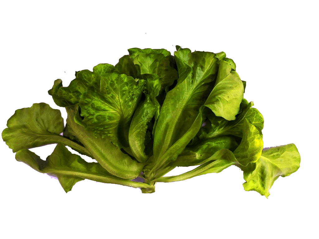 Chinese Lettuce (Sang Choi)